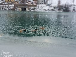 Salzachenten